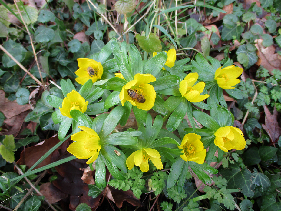 Honeybees working the aconite