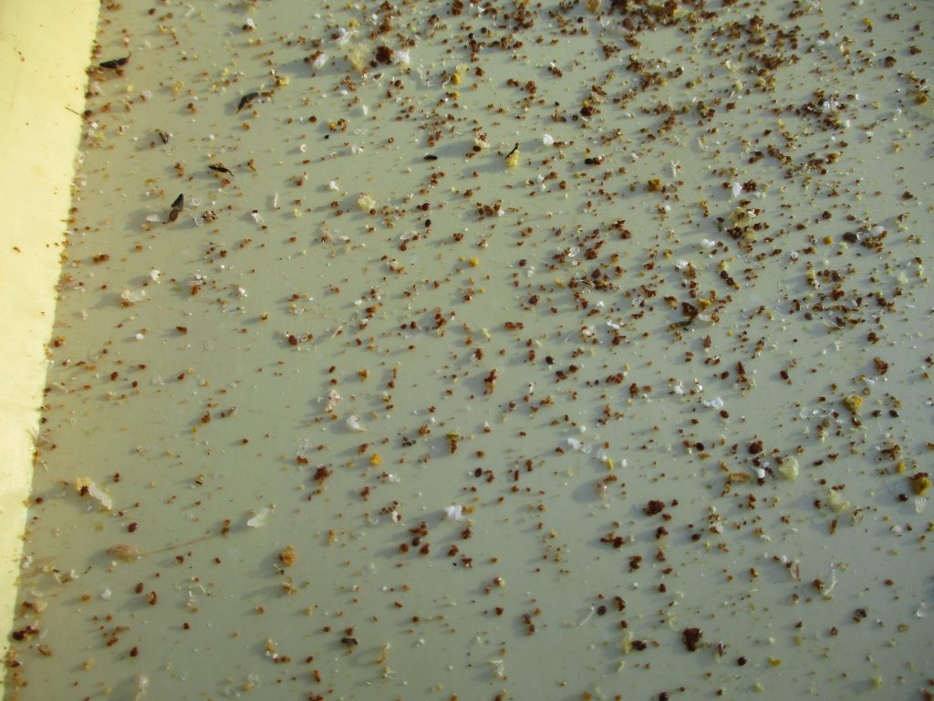 DrAll the supers have been brought home and all the honey extracted. The harvest appears to be just enough for the next 12 months.
Samples were sent to the CEH (Centre for Ecology and Hydrology) for analysis with a very rapid turn-around this year. The hives at Mill Hill were there to take advantage of the fields of borage but it did not go to plan this year. The weather had been so dry for so long that the borage hardly yielded. The nectar which the bees did manage to forage, on analysis, was found to be 49% blackberry and 49% borage. Still enough, but nowhere as much had it been purely borage.
Now all the hives are back home again I can resume regular Wednesday-morning varroa-drop counts. All of them have been less than 5 a day so on Professor Steve Martin’s advice I’ll not spend time treating them. Let’s see if they can deal with them themselves.
Several hives show signs of brood cappings being nibbled so I wonder if I’ve got some varroa-tolerant colonies. Watch this space.
Only one hive, number 1, had a higher drop at over 20 a day so these were ‘vaped’ with oxalic acid and I got a drop of 600. It obviously works!
Hive 8’s decision was eventually made and having been without brood for several months it was ‘shake-out time’. I had one last inspection before the death knell and lo and behold, eggs and larvae on two frames. Not a lot of bees left but worth trying to save.
The best news came a few weeks later and involved hive 7. Having recently watched a Cambridge Beekeepers zoom lecture by Gary Brook I was disappointed when he repeated Steve Riley’s insistence that nibbled brood cappings alone are insufficient evidence of varroa resistance. However, closer inspection revealed cells with just half a pupa remaining. Surely that’s sufficient proof? I took out the varroa tray and their was the definitive proof. Little bits of infected, and now dead, immature pupae.
Picture of drop tray
Yes!!! Hive 7 is definitely varroa resistant.
Tray